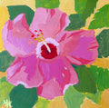 HIBISCUS STUDY